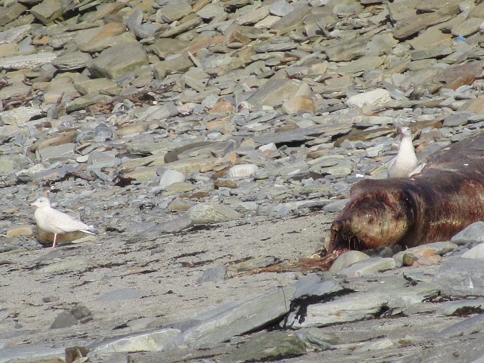 180221 Glaucous Gulls