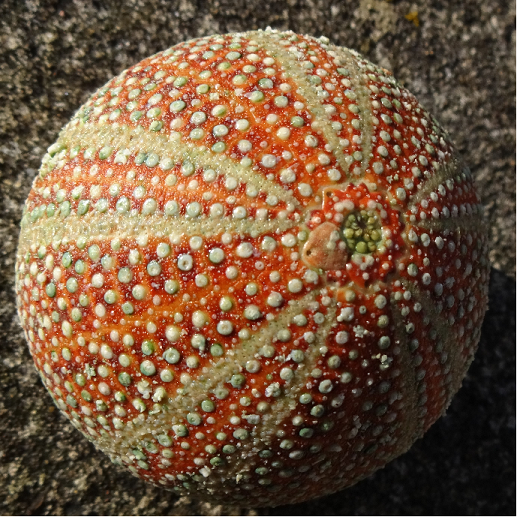 Urchin