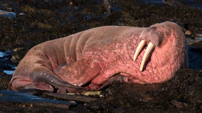 _100346815_walrusrussell