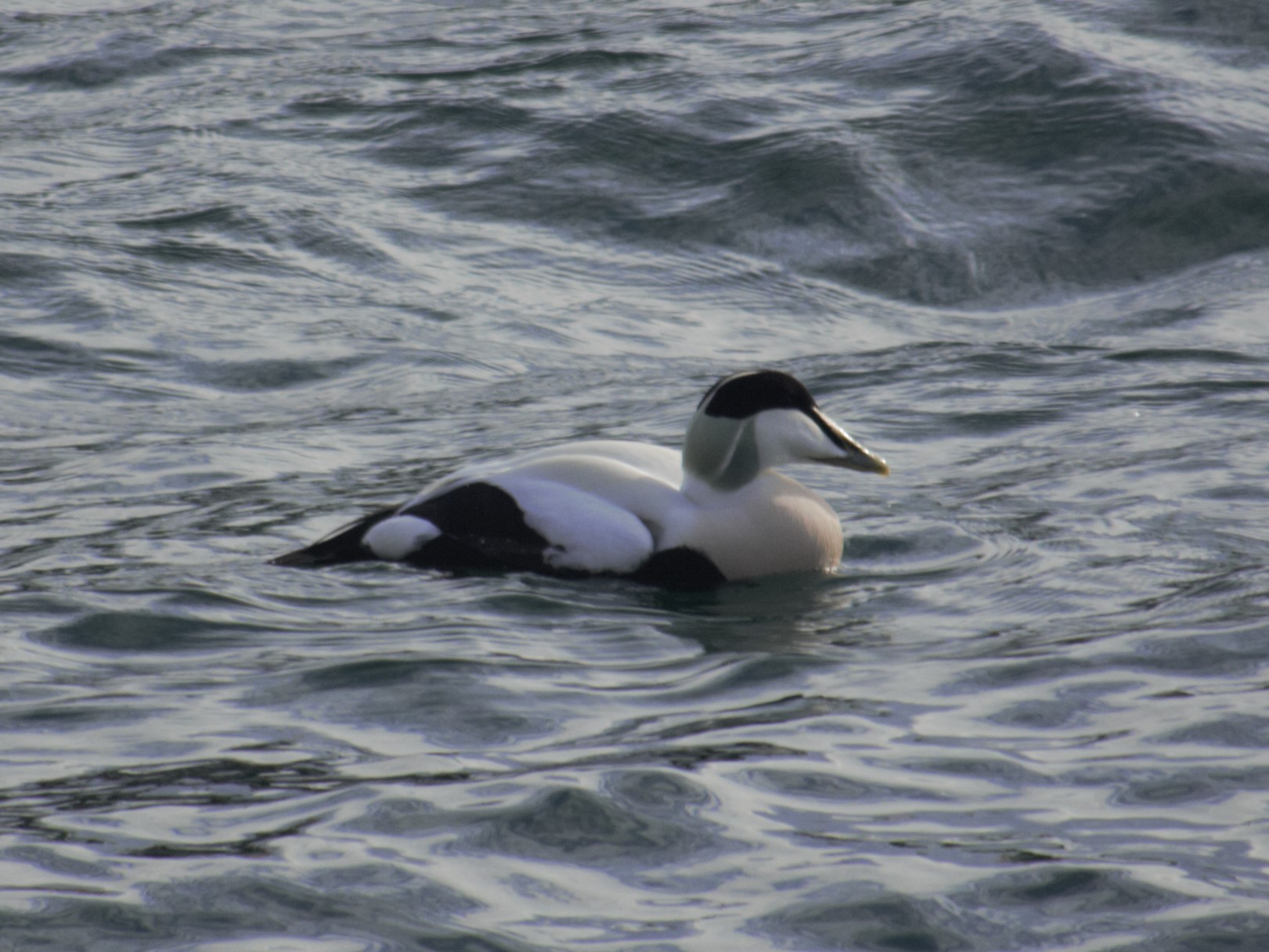 Eider